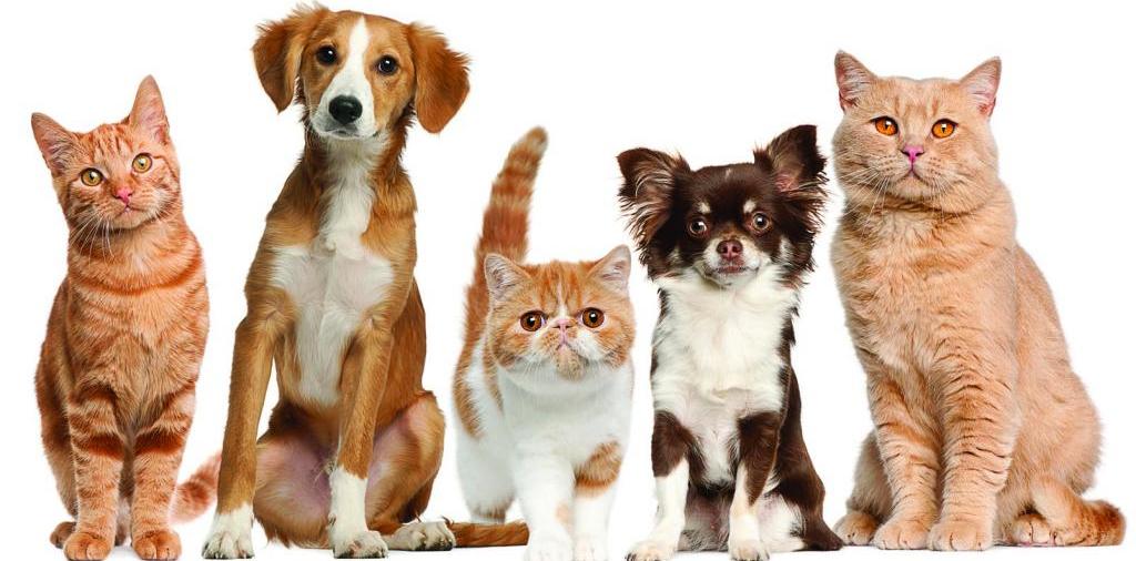 Доска объявлений о животных | ЗооТом - продажа, вязка и услуги для животных в Болохово