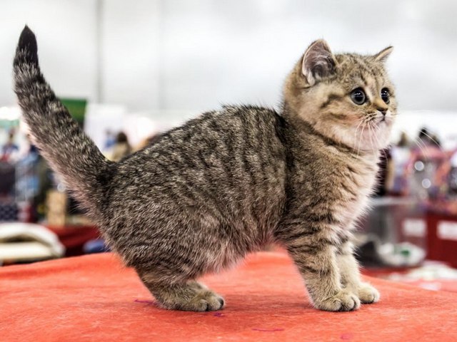 Породы кошек в Болохово | ЗооТом портал о животных