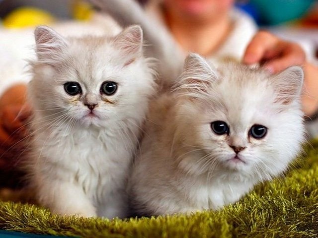 Породы кошек в Болохово | ЗооТом портал о животных