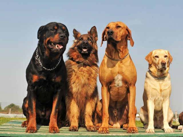 Крупные породы собак в Болохово | ЗооТом портал о животных