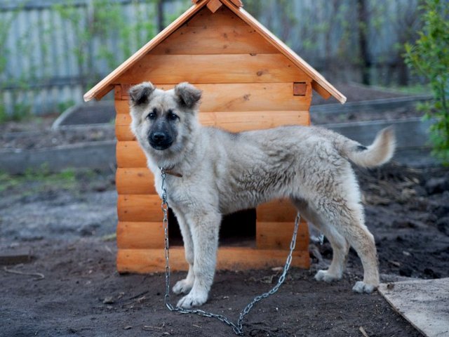 Все о собаках в Болохово